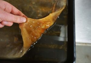 SCOBY-skin-by-Riina-Oun-sml.jpg