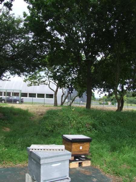 Fichier:DSCF1956.JPG