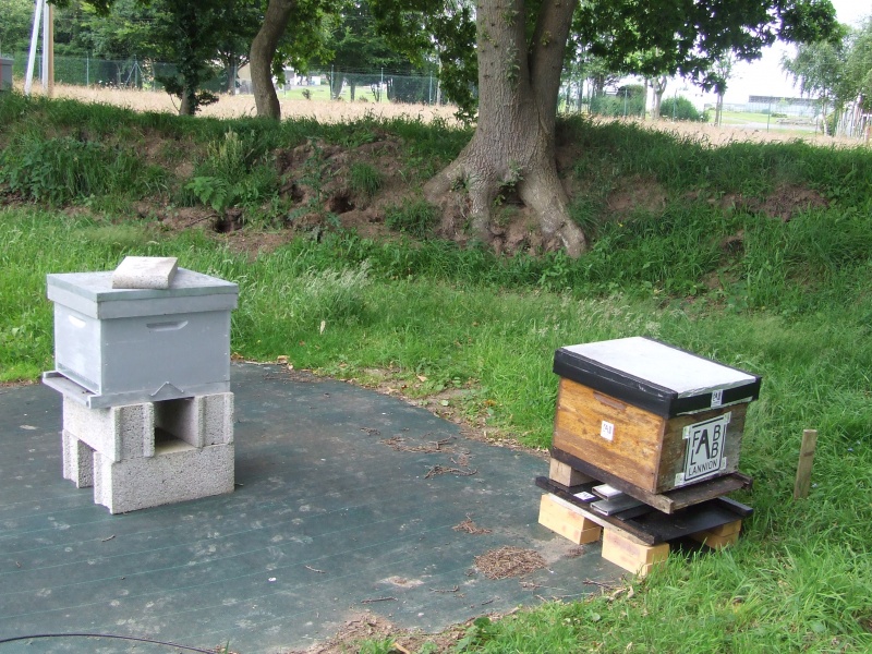 Fichier:DSCF1954.JPG