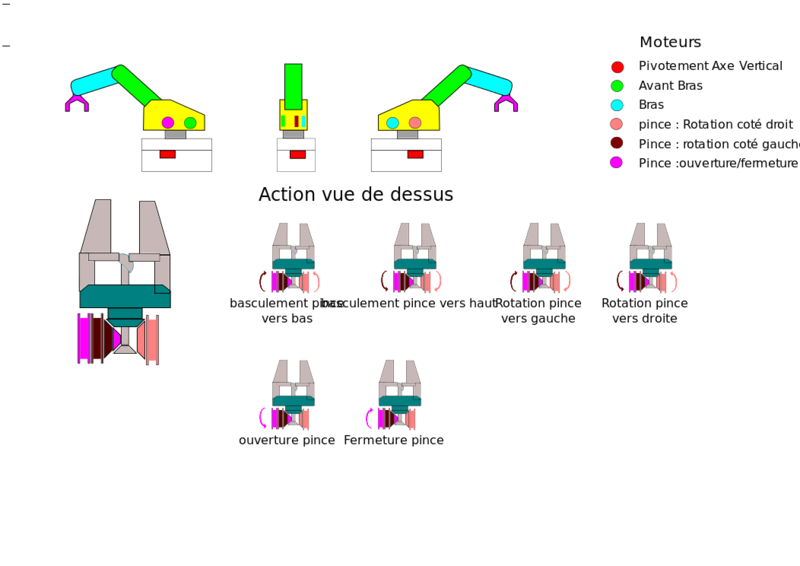 Fichier:Bras illustration.svg
